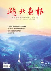 《湖北画报》2025年07期